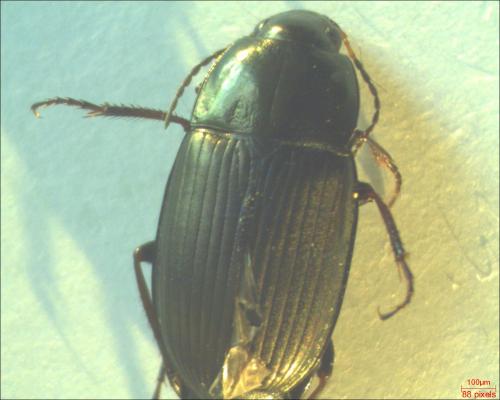 Amara similata