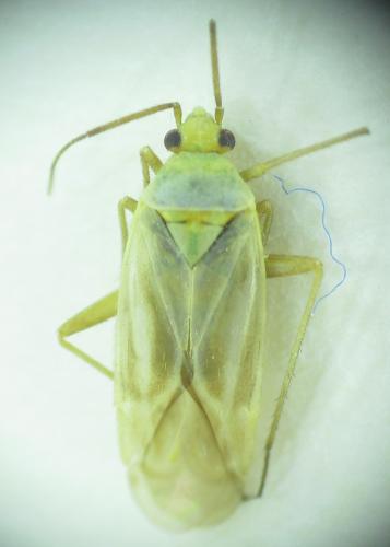 Réf. 160 185 : Megalocoleus exsanguis