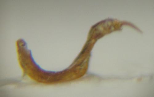 Réf. 160 190 : Megalocoleus exsanguis
