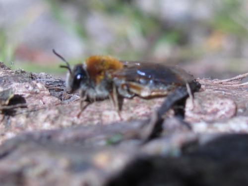 Andrena haemorrhoa