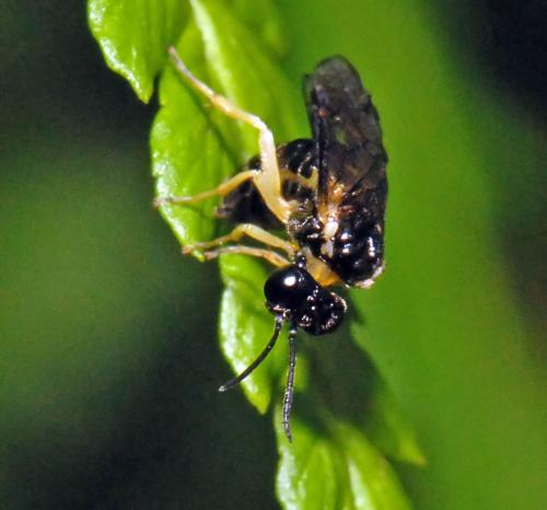 Réf. 160 714 : Aneugmenus sp.