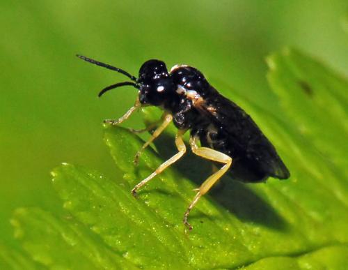 Réf. 160 715 : Aneugmenus sp.