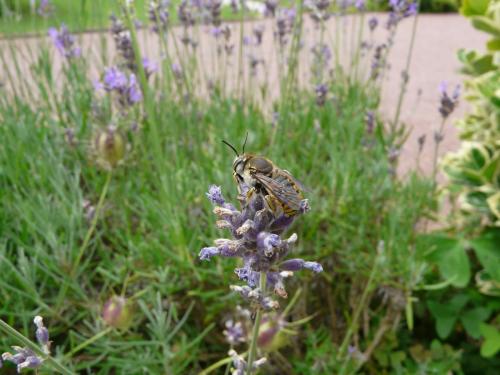 Anthidium manicatum