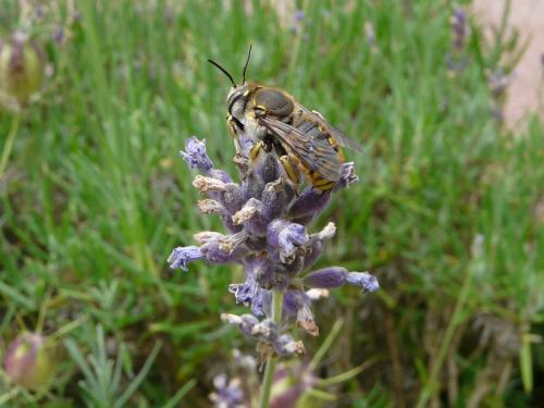 Anthidium manicatum