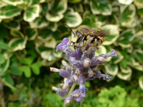 Anthidium manicatum