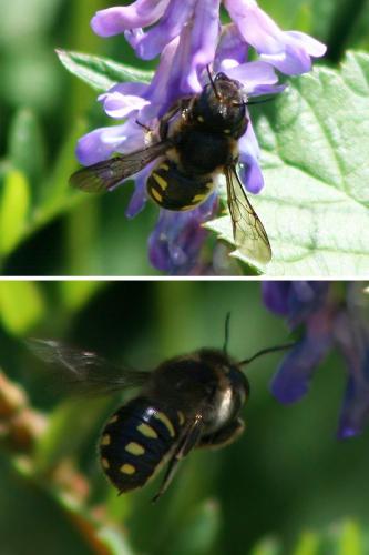 Anthidium septemspinosum