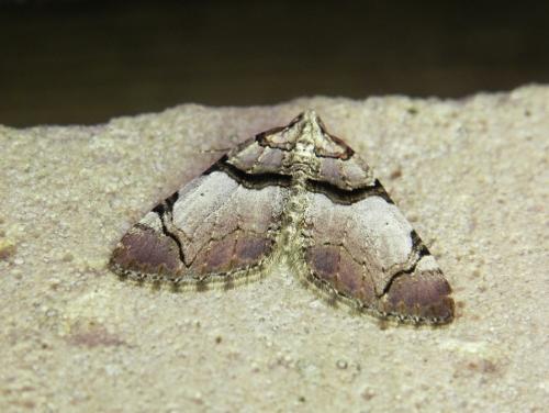 Réf. 160 200 : Anticlea derivata