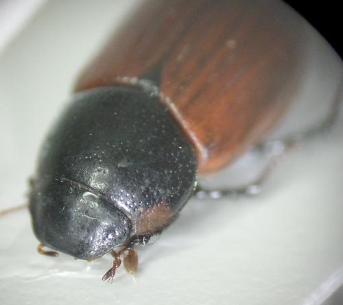 Réf. 160 381 : Aphodius sp.