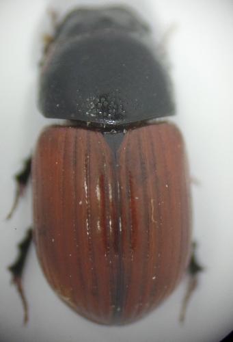 Réf. 160 380 : Aphodius sp.