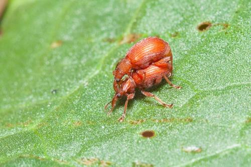 Réf. 160 142 : Apion frumentarium