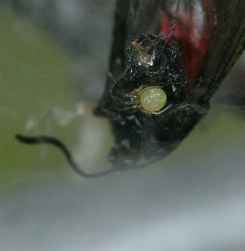 Réf. 160 813 : Paidiscura pallens