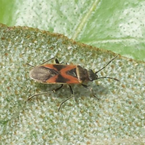 Arocatus sp.