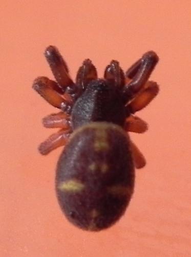 Réf. 160 089 : Asagena phalerata