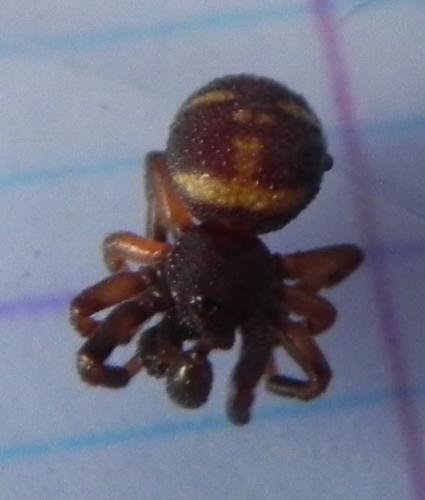 Réf. 160 091 : Asagena phalerata