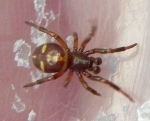 Asagena phalerata