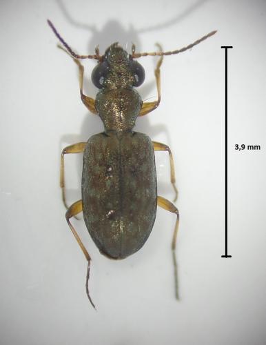 Réf. 160 774 : Asaphidion stierlini