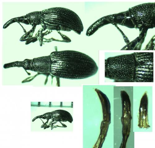 Aspidapion radiolus