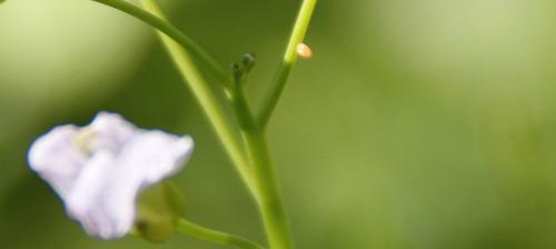 Réf. 160 491 : Anthocharis cardamines