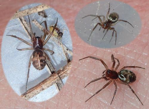 Neriene furtiva