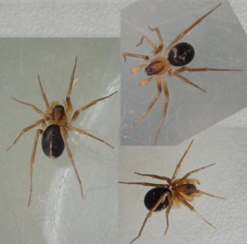 Zodarion sp.