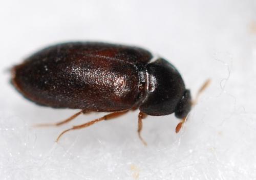 Attagenus sp.