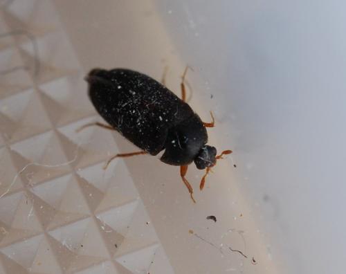 Attagenus sp.