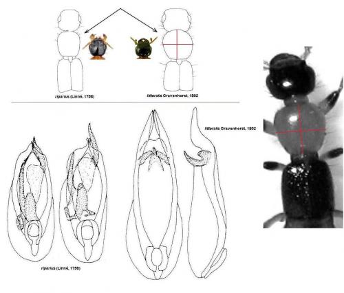 Paederus divers