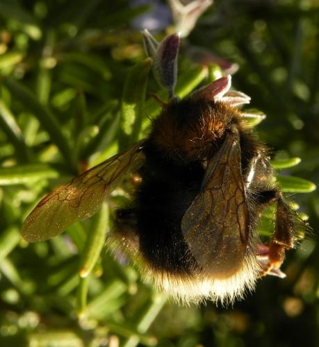 Bombus hypnorum