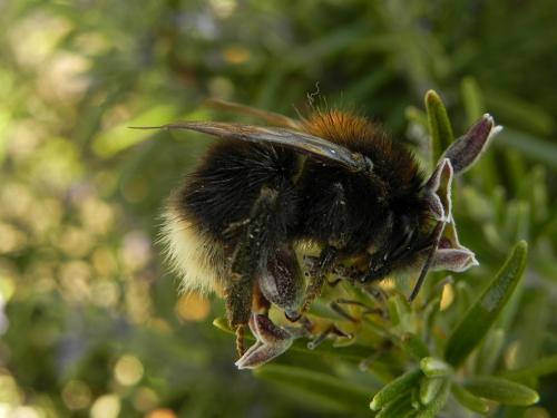 Réf. 160 253 : Bombus hypnorum