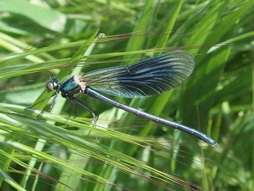 Réf. 160 815 : Calopteryx splendens