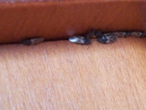 Oxycareninae