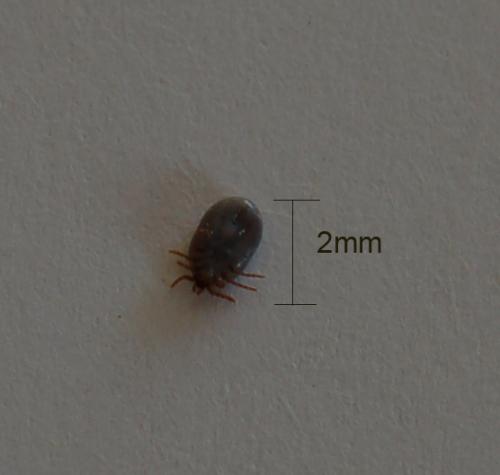 Ixodes sp.