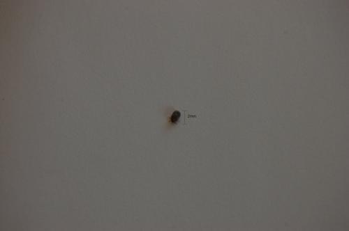Réf. 160 111 : Ixodes sp.