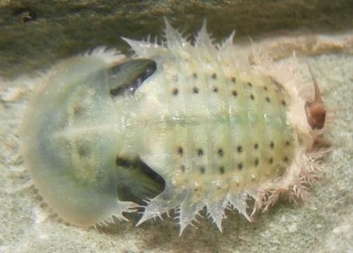 Réf. 160 621 : Cassida vittata
