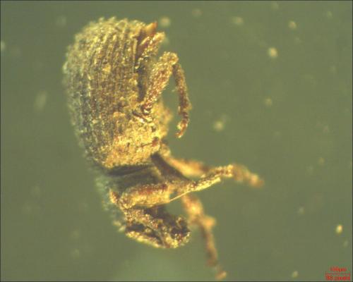 Réf. 160 337 : Trachyphloeus sp.