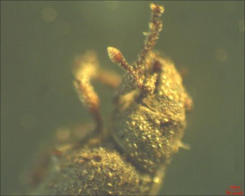 Réf. 160 338 : Trachyphloeus sp.