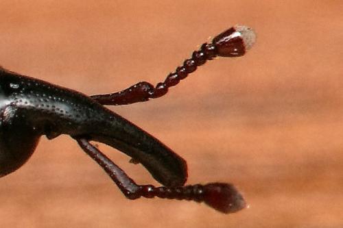 Sphenophorus striatopunctatus