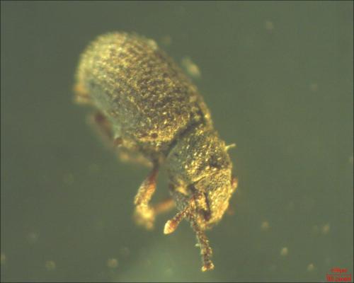 Réf. 160 339 : Trachyphloeus sp.