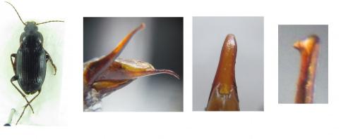Réf. 160 028 : Calathus sp.