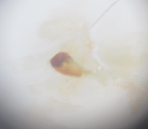 Réf. 160 833 : Calathus sp.