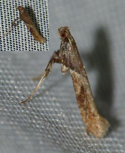 Réf. 160 874 : Caloptilia falconipennella