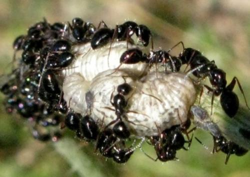 Réf. 160 915 : Camponotus sp.