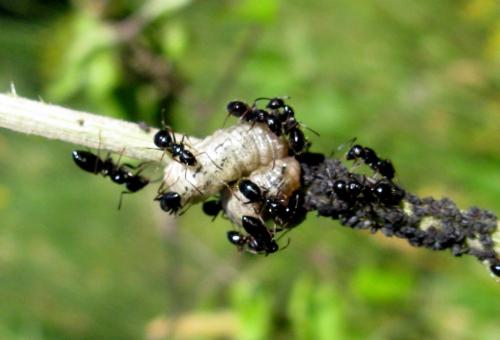 Réf. 160 916 : Camponotus sp.