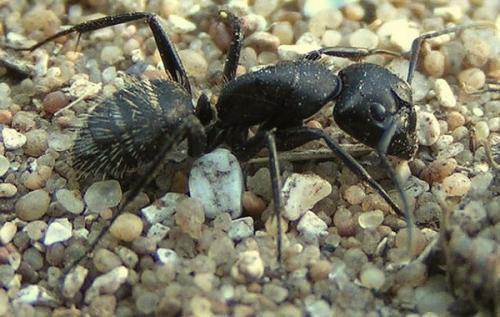 Réf. 160 686 : Camponotus vagus