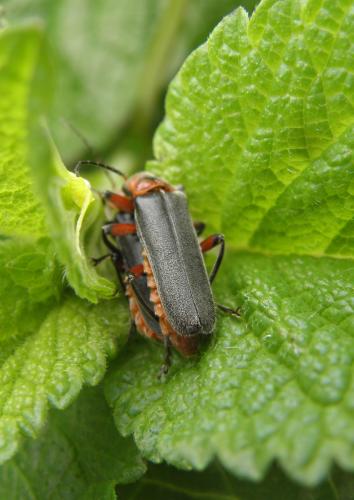 Cantharis rustica