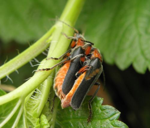 Cantharis rustica