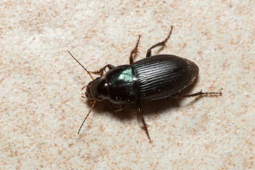 Réf. 160 004 : Harpalus dimidiatus