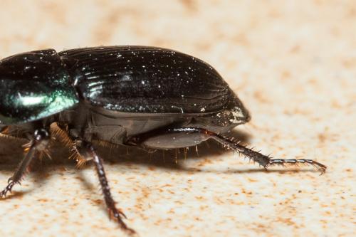 Réf. 160 005 : Harpalus dimidiatus