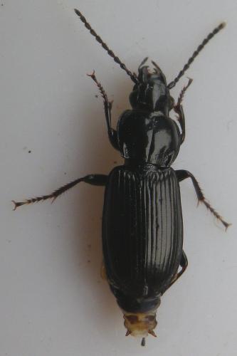 Réf. 160 493 : Pterostichus (nigrita-rhaeticus)