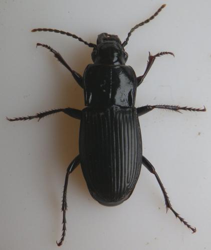 Réf. 160 494 : Abax parallelus